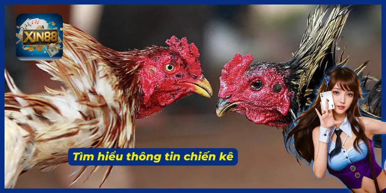 Nắm ngay những kinh nghiệm chơi đá gà cựa dao XIN88 nhanh thắng nhất
