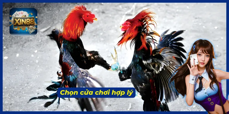 Cân nhắc những yếu tố trước khi tham gia game đá gà XIN88